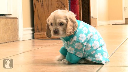 Adorable Cocker Spaniel Gets Teased For Wearing Hawaiian Shirt