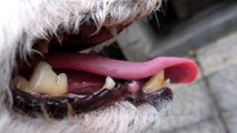 Manual Dental Scaling in DOGs (NO Anesthesia)