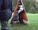 Defense training schutzhund. German Shepherd VITO Ja-He.