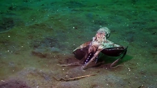 Octopus lives in cocnut to protect itself from predators