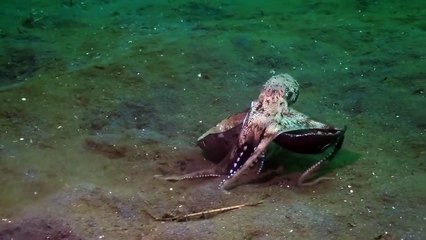 Octopus lives in cocnut to protect itself from predators