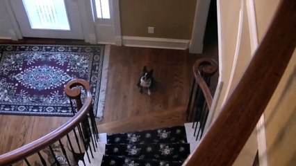 The Smartest Dog: Marli the Boston Terrier