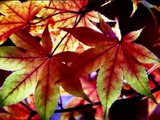 Autumn Leaves   --    Acker Bilk