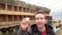 Getting chickens to lay eggs inside nesting boxes
