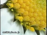 科学映像館　WILD PLANTS OF JAPAN Chrsathemum japonense（ノジギク）