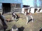 Baby Nigerian Goats having fun!