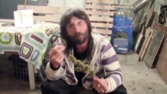 Cómo curar marihuana para uso medicinal - makapeta - 2014