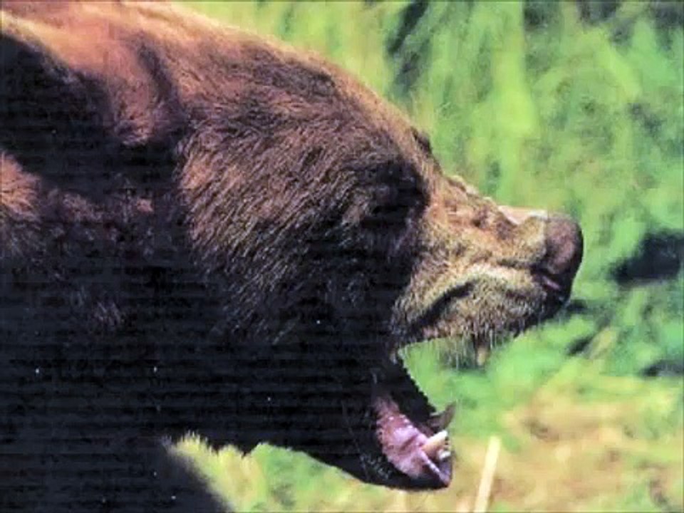 How to Rug a Black Bear