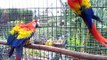 Hellrote ara, scarlett macaw ,ara macao