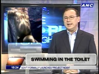 Teditorial Swimming in the toilet