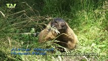 Wild Peers: Alpine Marmot - @720P HD