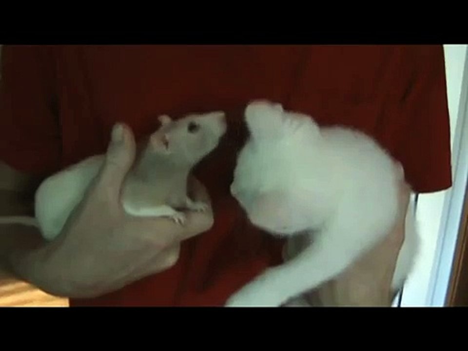 Cat vs Rat