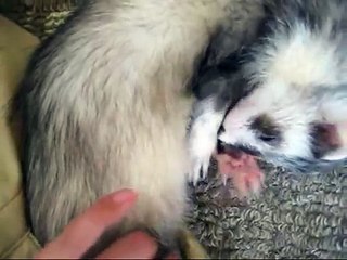 Relaxing ferrets -ムニャムニャするイタチさん