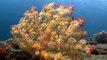 Scuba Diving Timor-Leste: Beautiful HD underwater footage from East Timor