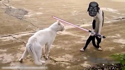 разборка котов