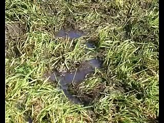 Waarheen met het veen (nederlands)