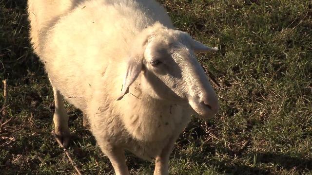 Ranch workers accused of animal abuse for swearing in front of the sheep