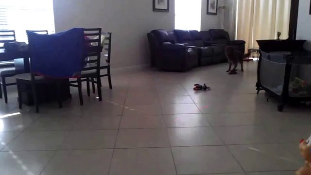 Carter Having Fun With Laser! - Pet Sitting in Naples Florida (239) 465-6295