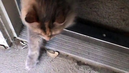 Cute cat walking outside