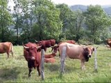 Vaches salers dans le Cantal