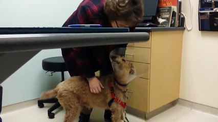 Formerly blind dog Duffy seeing the family after surgery