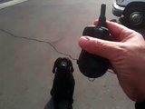 Clicker Training - linking remote dog collar with food