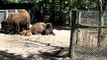Toronto Travel: High Park Zoo - buffalos