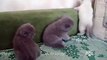 Cute Scottish fold & straight kittens