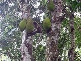 Monkeys Eating Jackfruit