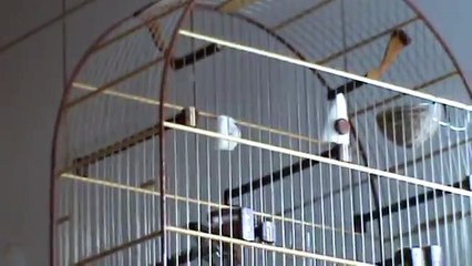 Coleiro Pardo X Coleiro Sonic !!!