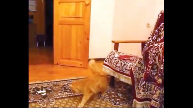 lustige Katzen und Hunde / Funny Cats Videos Dogs