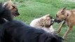 Katara, Bodhi, Bear and Bella Playing at the Dog Park
