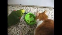 Papağan ile Kedinin Kavgasına Bakın