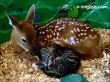 Cute Deer and Kitten - Cute ! - Косуля Ласкает Котенка - Мило !