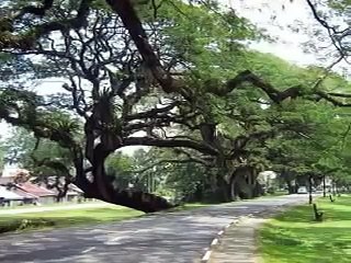 Taiping Lake Garden (Malaysia)