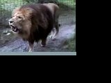LION ROAR - EXTREME CLOSE UP!!!