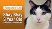 ASPCA Pet of the Week: Shay Shay