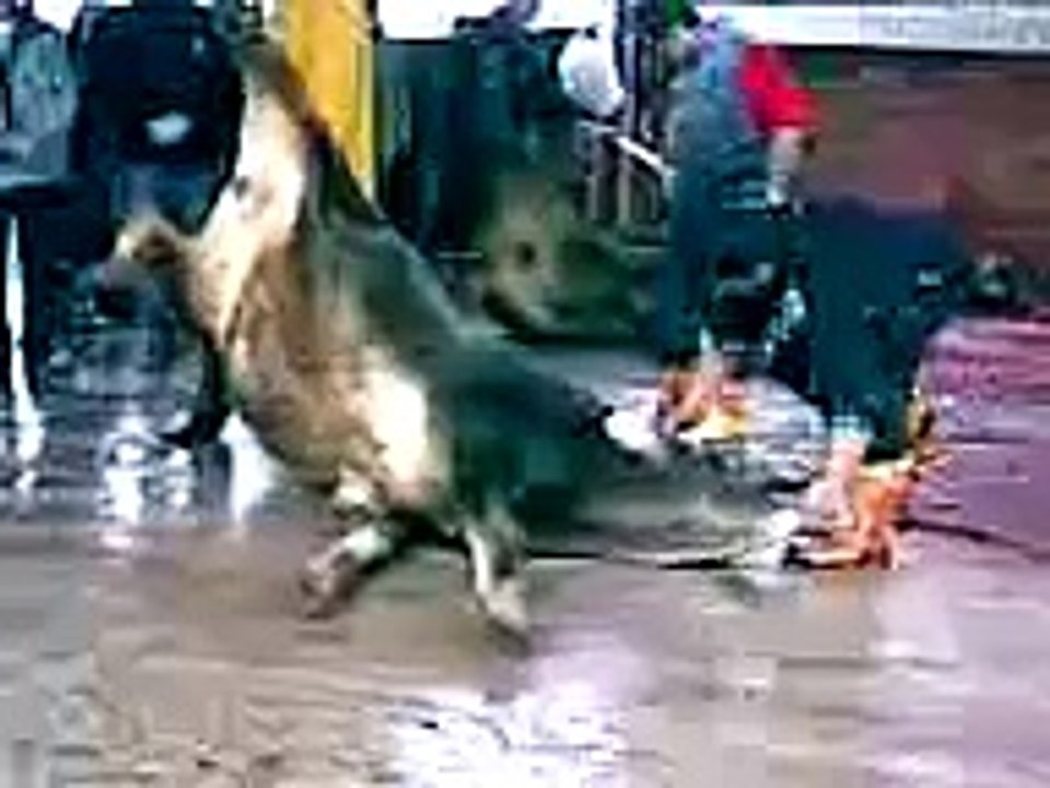 kurban