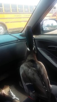 Nibbles waits for Jonny #6