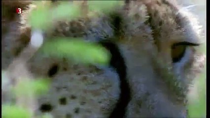 Herdenschutzhund verteidigt Herde gegen Gepard Kangal