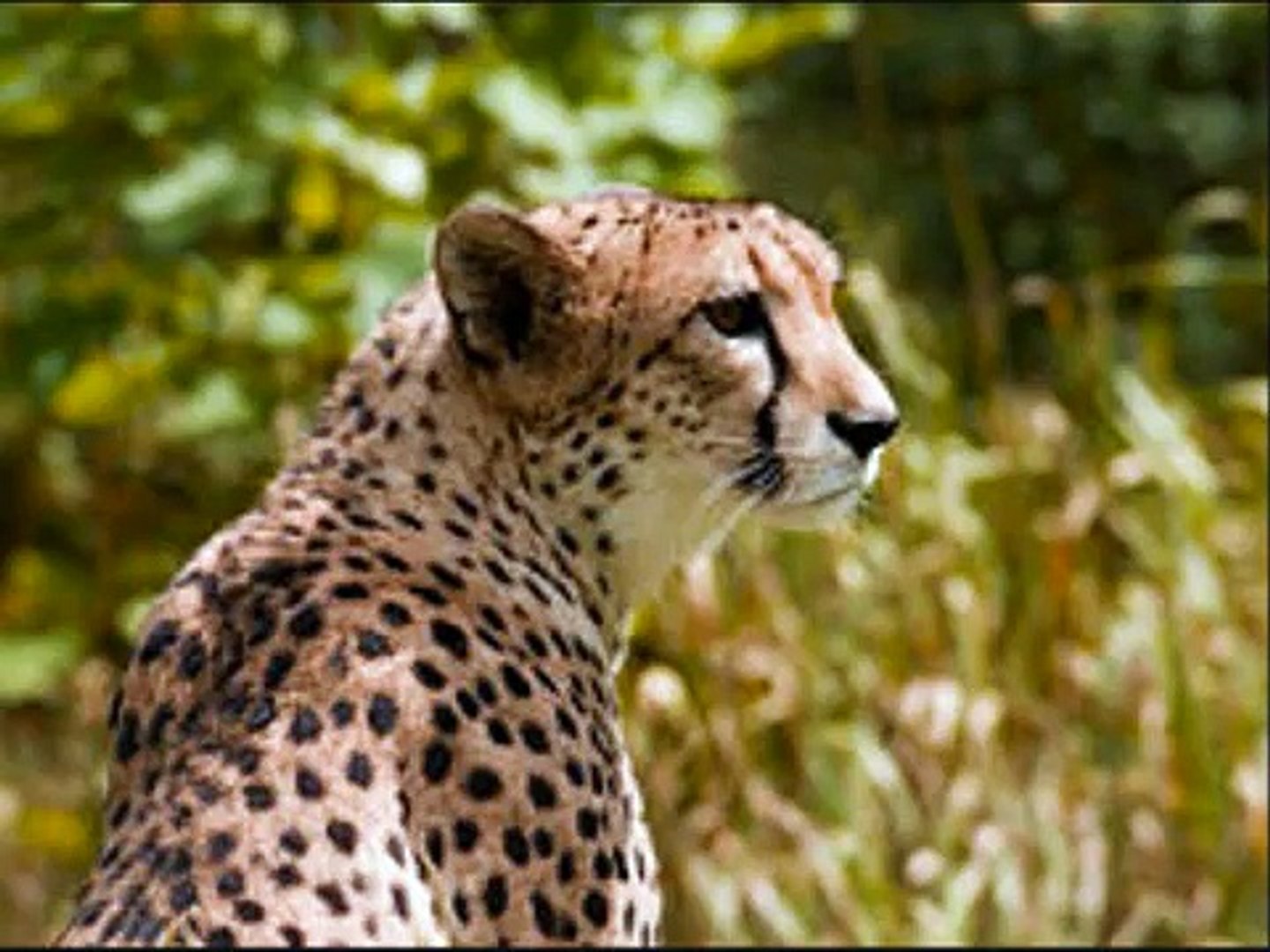 cheetah - Çita - Cita  speed hız