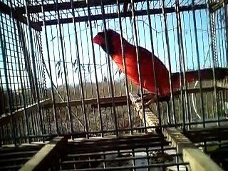 cardenal cantando en yucatan cantol-kinchil(3)