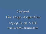 Corona the Dogo Argentino trying to be a Fish