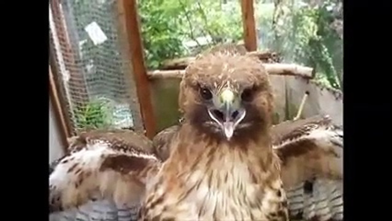 Red-tailed Hawk