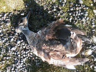 PoloPolo - Cazando Patos