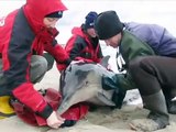 Dolphin rescued in Brewster