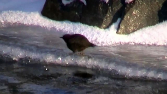 Wasseramsel,White-throated Dipper,(Cinclus cinclus)