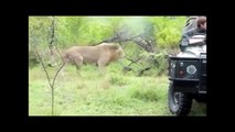 Les lions mâles tuent une hyène