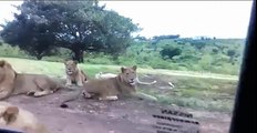 aslan arabanin kapisini acti