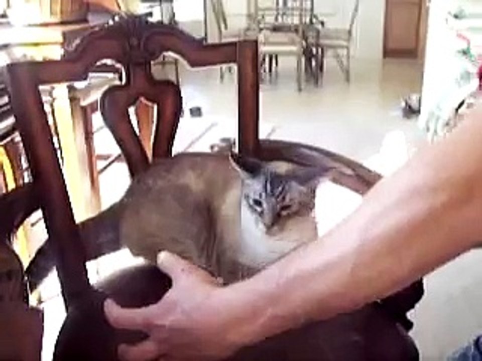 Cat Attacks Man